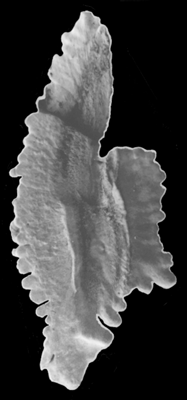 Ruvettus pretiosus Cocco, 1833